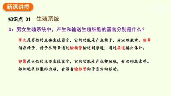 4.1.1人的生殖-七年级生物下学期同步精品课件（2024人教版）(共24张PPT)