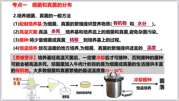 【人教八上生物期中复习考点梳理+临考押题】第四、五章 细菌、真菌和病毒（串讲课件）(共30张PPT)