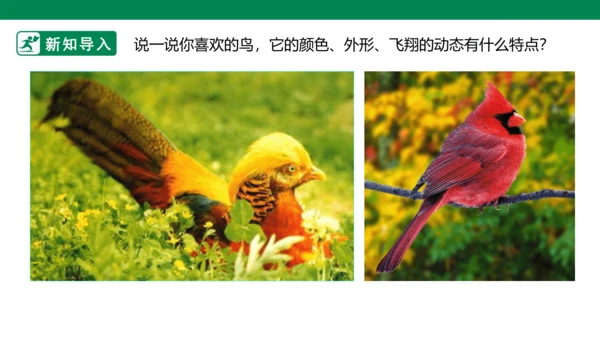 第十九课《我喜欢的鸟》课件