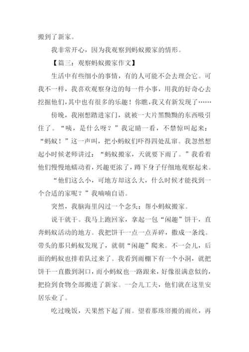 观察蚂蚁搬家的作文.docx