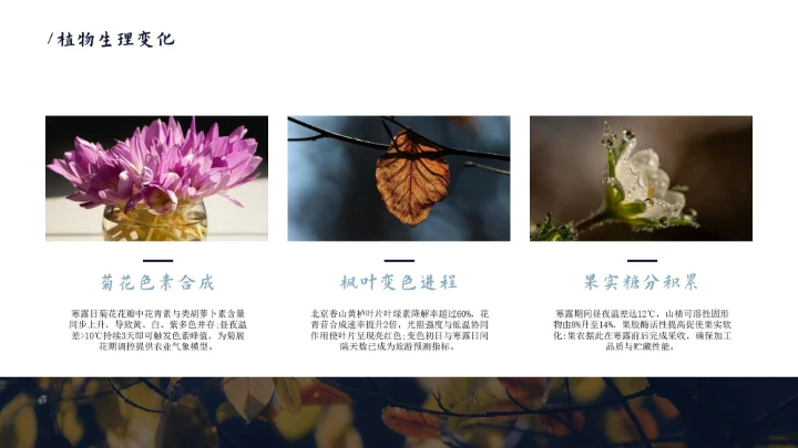 瓷青色简约风寒露节气PPT模版