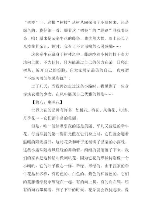喇叭花的作文400字.docx