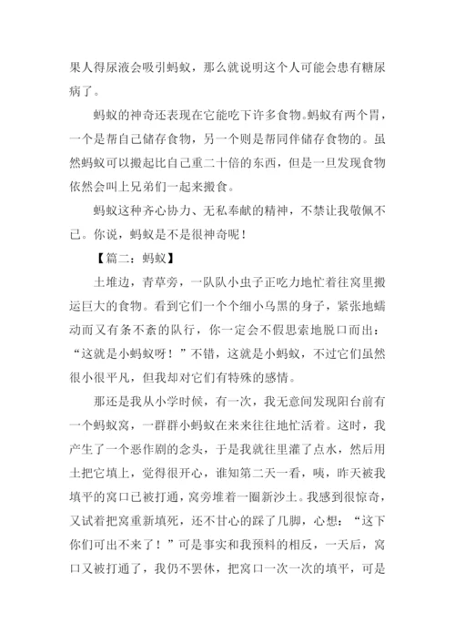 关于蚂蚁的作文600字.docx