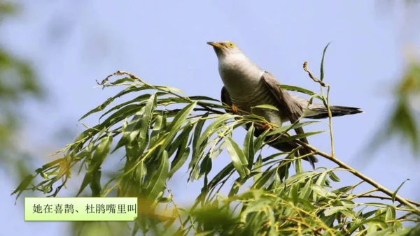 人教版二下2找春天 课件