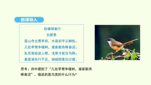 7.1.4鸟的生殖和发育课件-人教版生物八年级下册(共28张PPT)