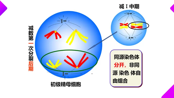 基因突变和基因重组初高中生物PPT课件