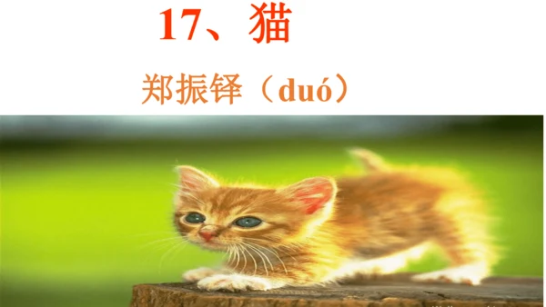 17  猫  课件(共52张PPT)