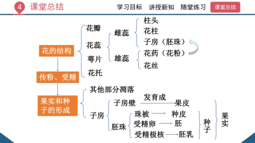 3.2.3  开花和结果  课件-2023-2024学年人教版生物七年级上册(共27张PPT)