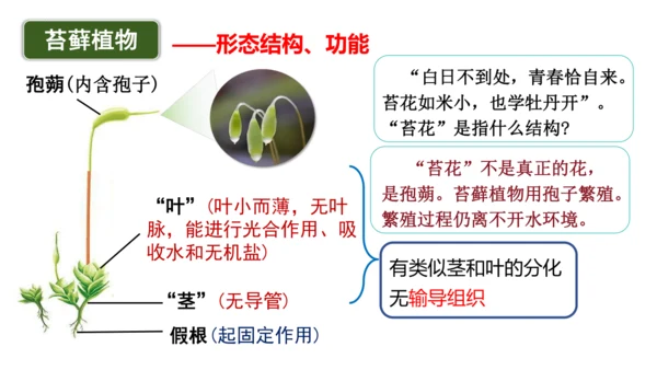 2.1.1藻类、苔藓植物和蕨类植物-七年级生物上学期同步优质课件（人教版2024）(共26张PPT)