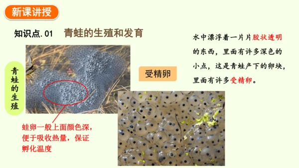 7.1.3两栖动物的生殖和发育-八年级生物人教版下学期同步精品课件(共31张PPT)