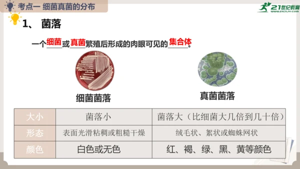 人教版生物八年级上册2.3 细菌、真菌和病毒 本章复习课件(共23张PPT)+视频素材
