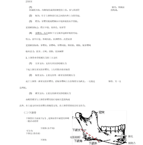 口腔、颌面部与颈部解剖骨教案新部编本