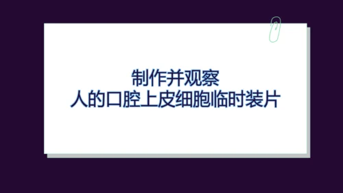 人教版（2024）七年级上册1.2.3动物细胞 课件(共27张PPT)