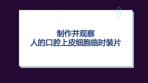 人教版（2024）七年级上册1.2.3动物细胞 课件(共27张PPT)