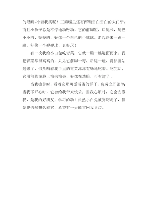 可爱的小兔子作文350字.docx