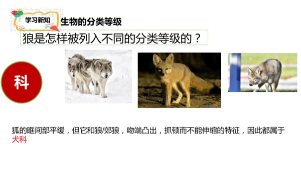 人教版生物七年级上册2.4.2《生物分类的方法——从种到界》课件(共26张PPT)