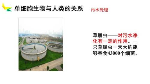 2.2.4 单细胞生物-2023-2024学年七年级生物上册优质教学课件（人教版）(共20张PPT)