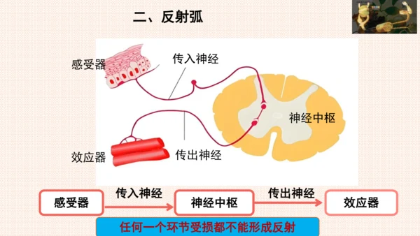 4.6.3神经调节的基本方式（课件）-七年级生物下册备课无忧（人教版）(共17张PPT)