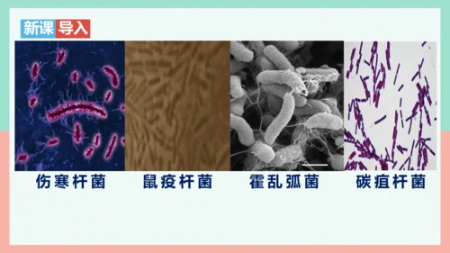 5.4.2  细菌  课件-人教版生物八年级上册(共39张PPT)