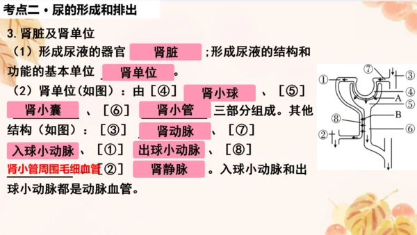 第四单元第五、六章复习课件(共33张PPT)人教版七年级下册