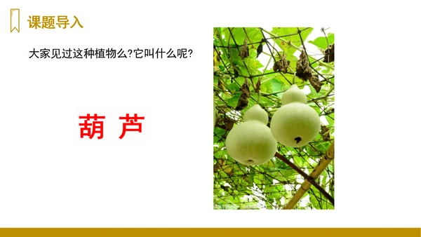 第14课《我要的是葫芦》（课件）