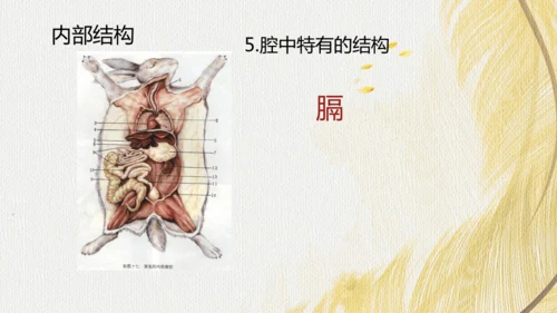 人教版 初中生物七年级上册2.2.2脊椎动物（鸟和哺乳动物）课件(共24张PPT)+ 视频素材