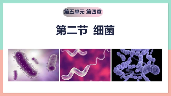 5.4.2  细菌  课件-人教版生物八年级上册(共39张PPT)