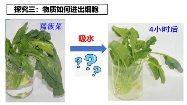 2.1.4细胞的生活课件2023--2024学年人教版生物七年级上册(共34张PPT)