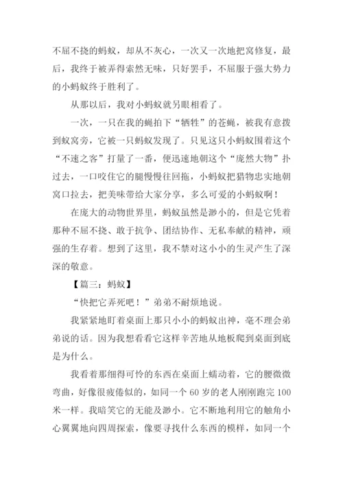关于蚂蚁的作文600字.docx