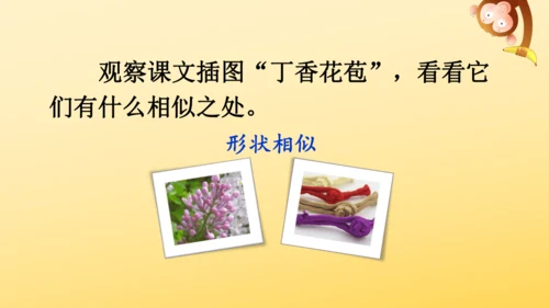 2 丁香结  课件