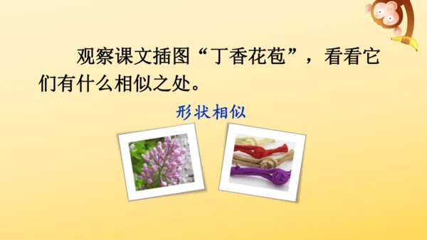 2 丁香结  课件