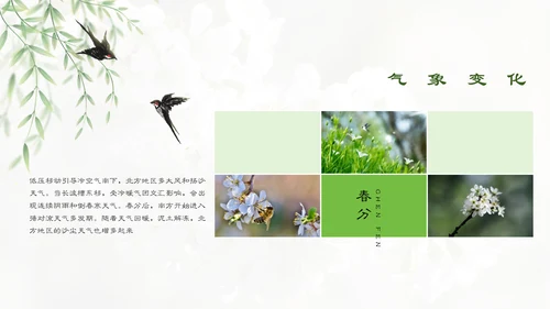 春分春天的白花通用PPT模板