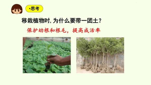 3.1.2植株的生长-七年级生物下学期同步精品课件（2024人教版）(共26张PPT)