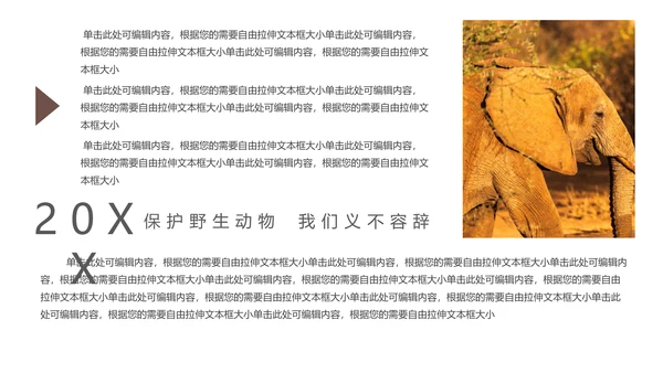 保防野生动物藏羚羊通用PPT模板