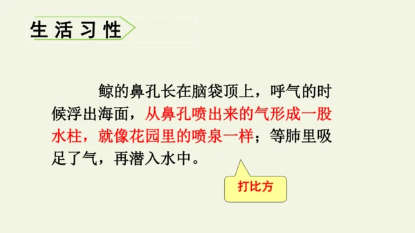 部编版 五年级语文上册第五单元习作例文 《鲸》（课件）