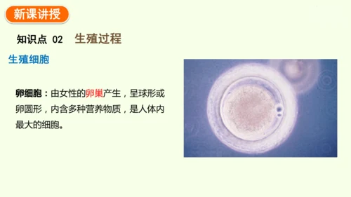 4.1.1人的生殖-七年级生物下学期同步精品课件（2024人教版）(共24张PPT)