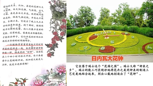 13《花钟》（课件）