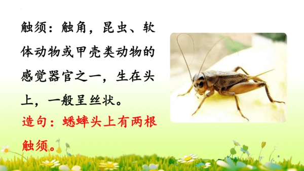 11.我是一只小虫子 课件