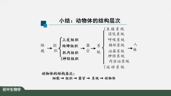 2.2.2 动物体的结构层次 课件（共24张PPT）