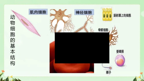 人教版（2024）七年级上册1.2.3 动物细胞 课件(共26张PPT)