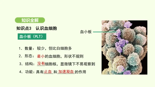 第四单元-第四章-第一节-流动的组织——血液课件-2024-2025学年七年级生物下学期人教版(20