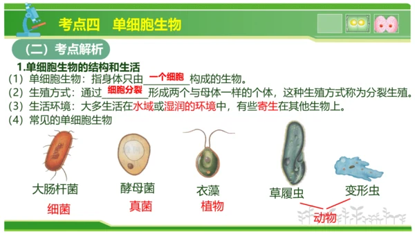 第三章从细胞到生物体（串讲课件）-七年级生物上学期期中考点大串讲（人教版2024）(共40张PPT)