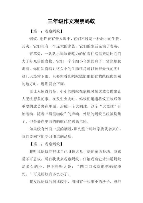 三年级作文观察蚂蚁.docx