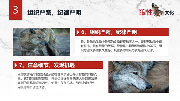 团队企业文化狼性文化员工培训PPT