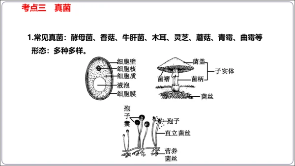 【人教八上生物期中复习考点梳理+临考押题】第四、五章 细菌、真菌和病毒（串讲课件）(共30张PPT)