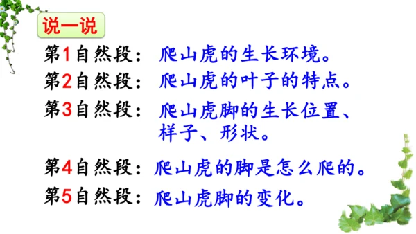 10 爬山虎的脚  课件