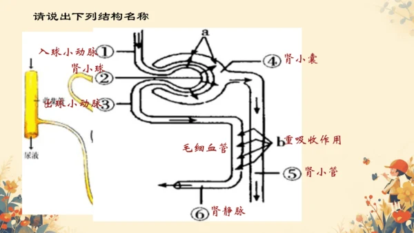 初中生物学[期末专区]七年级下册第四章和第五章复习课件(共39张PPT)