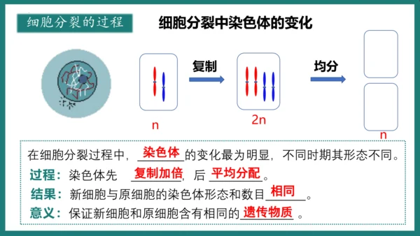 第一单元第三章从细胞到生物体（复习课件）-七年级生物上册同步教学精制课件（人教版2024）(共44张