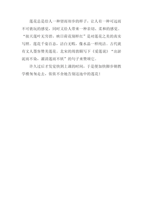 圣洁的莲花作文700字.docx