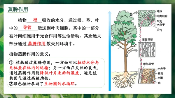 3.3  绿色植物与生物圈的水循环 课件-2023-2024学年人教版生物七年级上册(共23张PPT